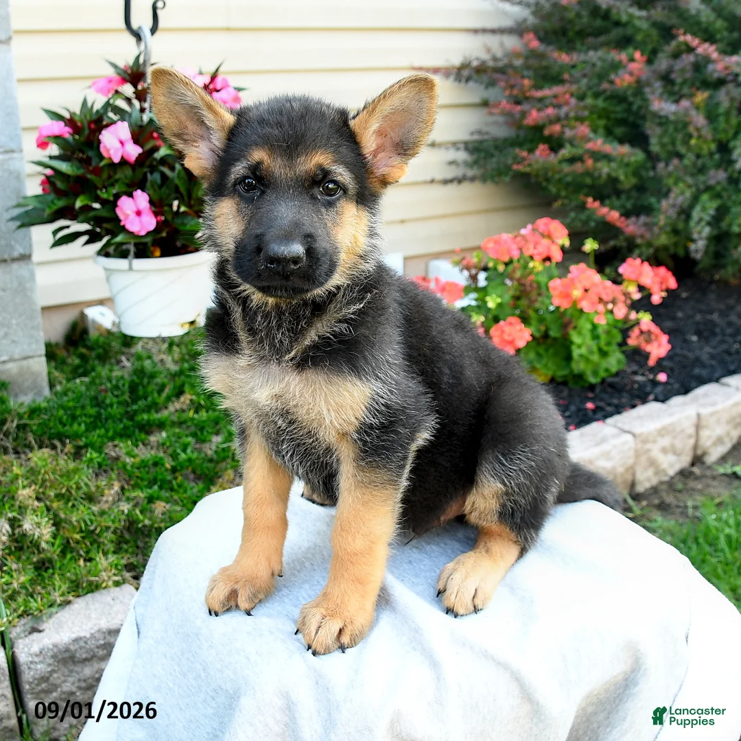 German Shepherd dogs for sale: Forrest - Ad 1