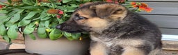 German Shepherd dogs for sale: Aurora - Ad 2