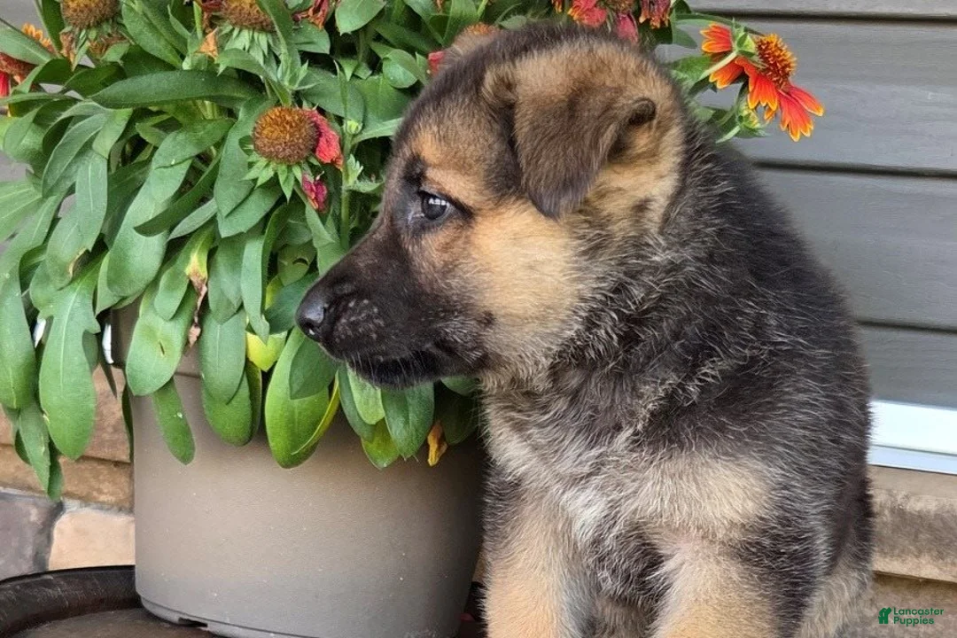 German Shepherd dogs for sale: Aurora - Ad 2