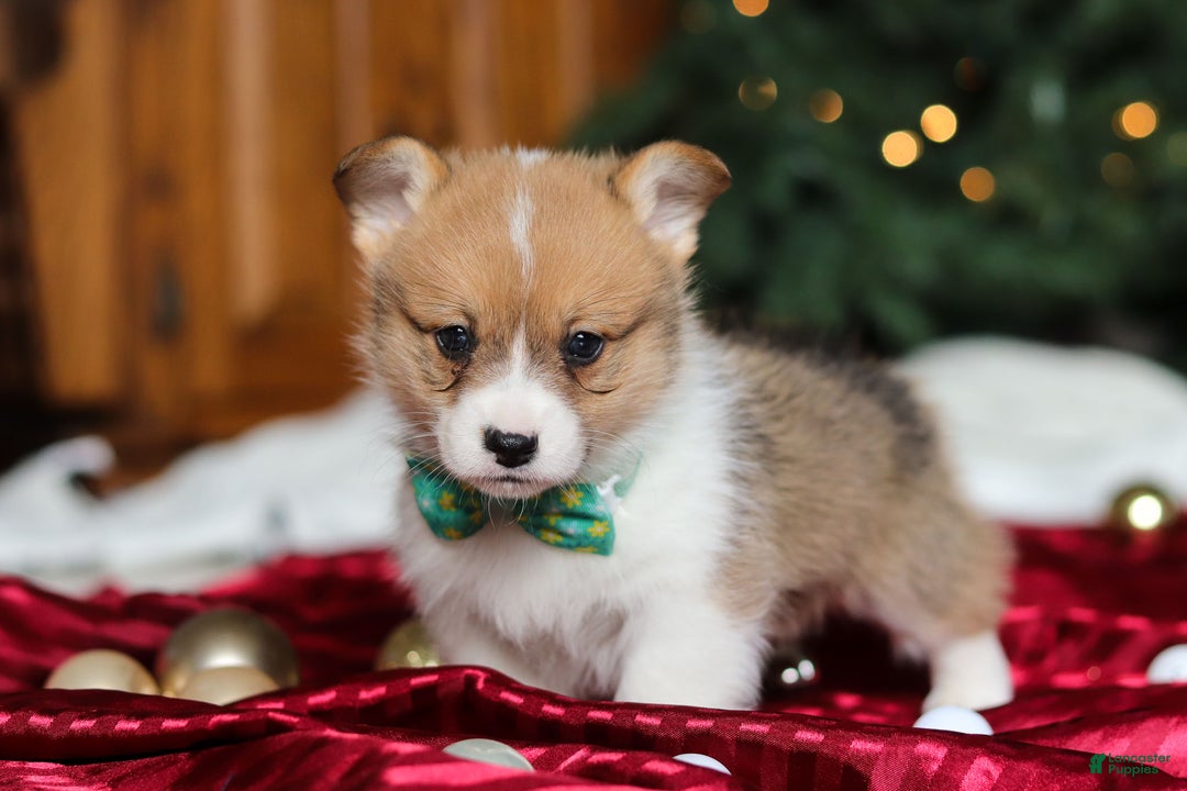 Welsh Corgi Pembroke dogs for sale: Santa - Ad 5