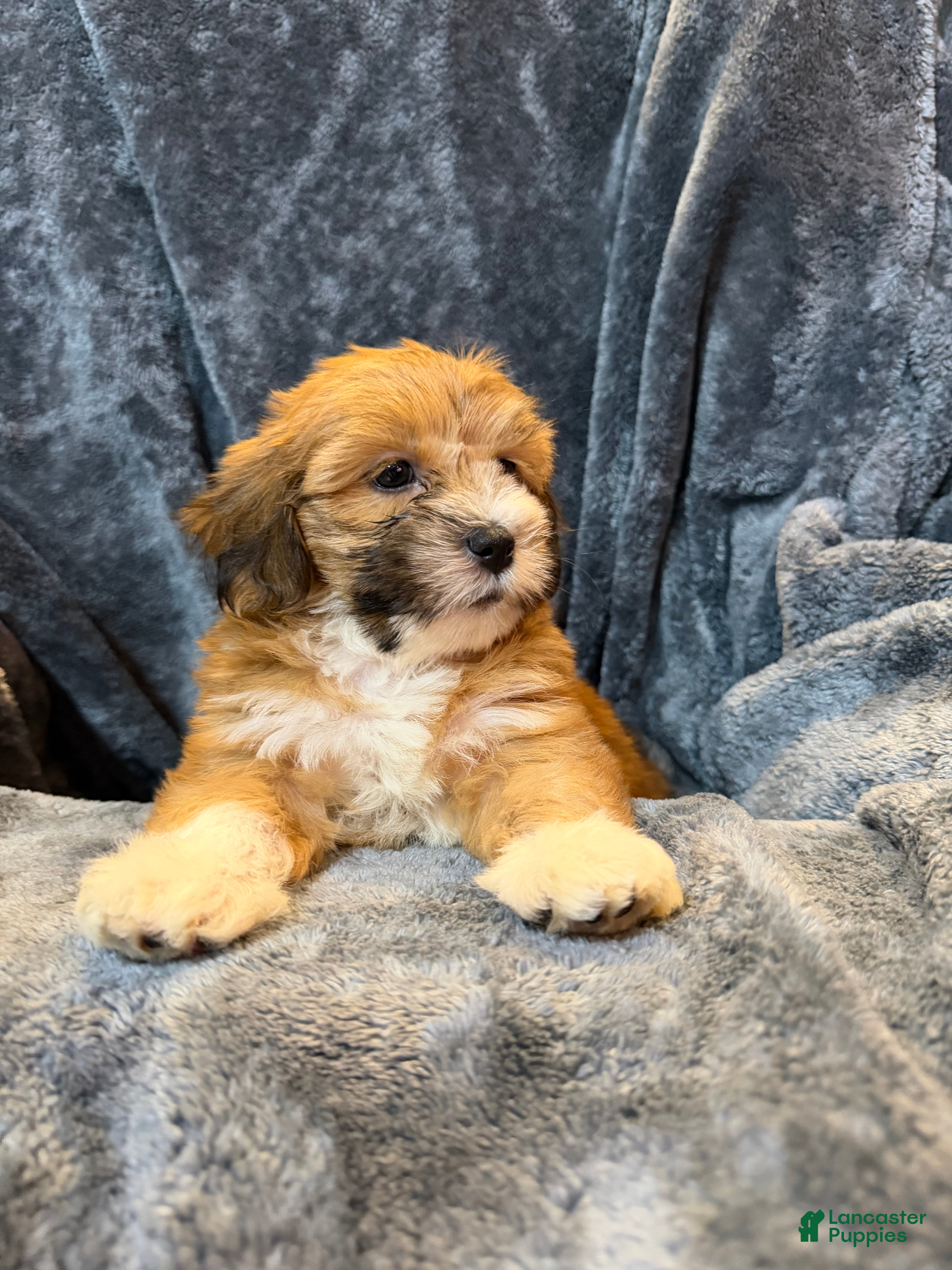 Mixed Breed dogs Flash  - Ad 1