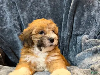 Mixed Breed dogs for sale: Flash - Ad 3