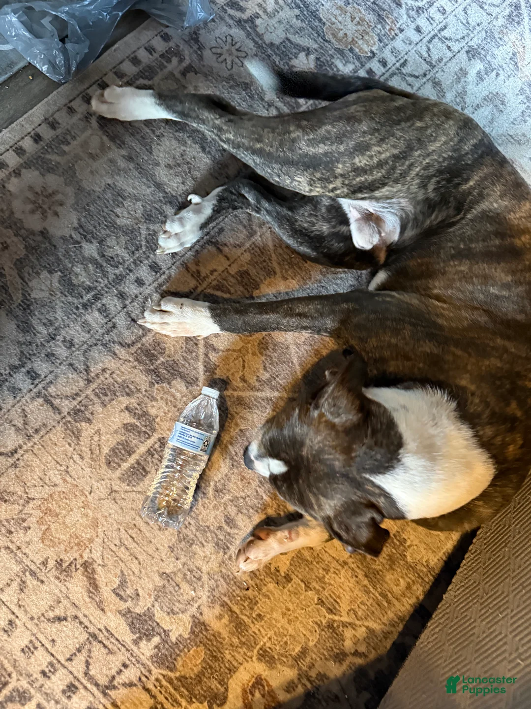 Mixed Breed dogs for sale: Johnna  - Ad 13