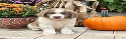 Newfoundland dogs for sale: Ava  - Ad 4