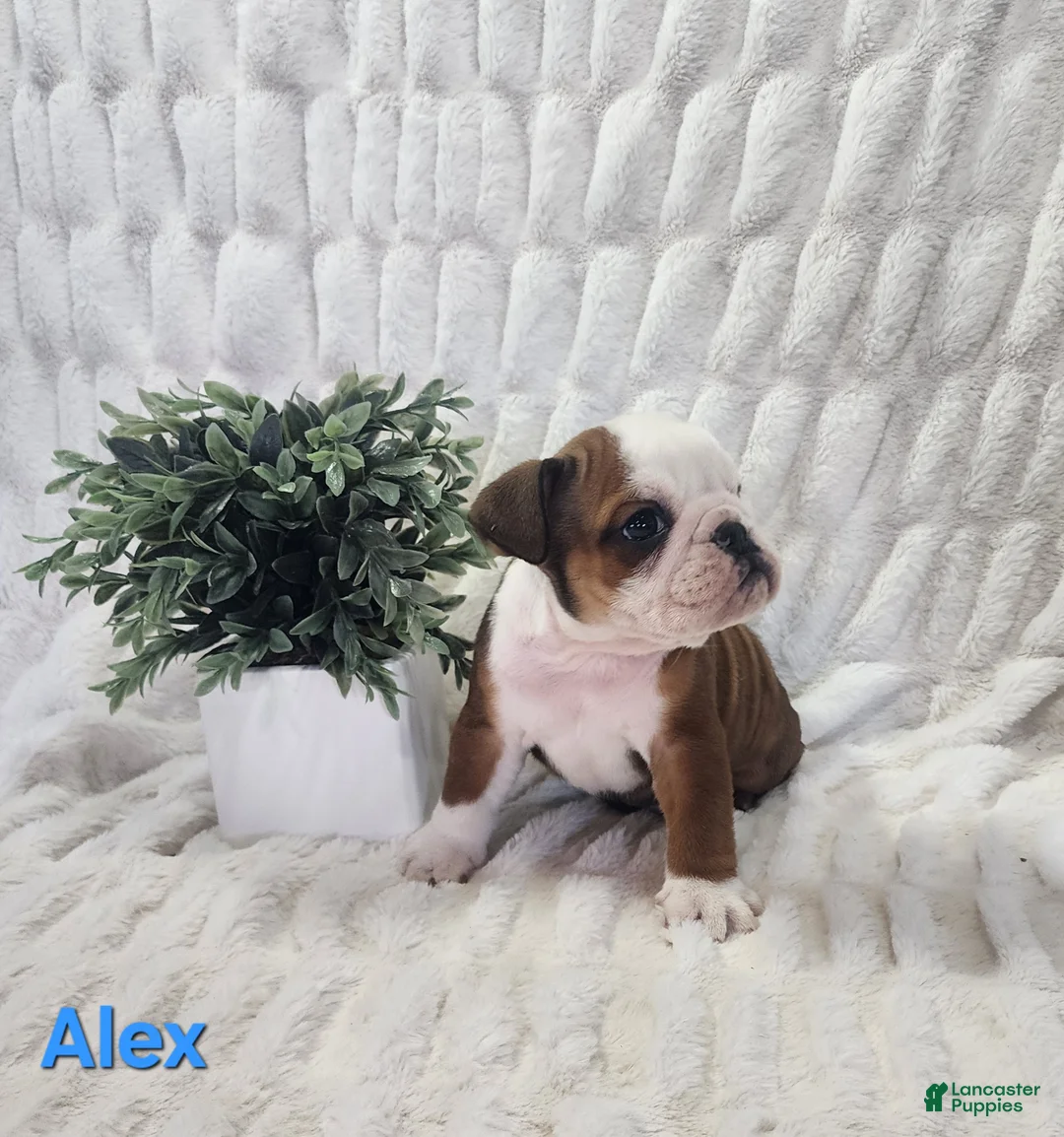 English Bulldog dogs for sale: AKC Alex  - Ad 1