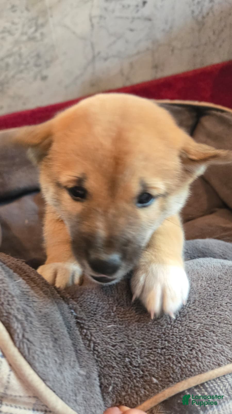 Shiba Inu dogs for sale: Fawn Female - Ad 29