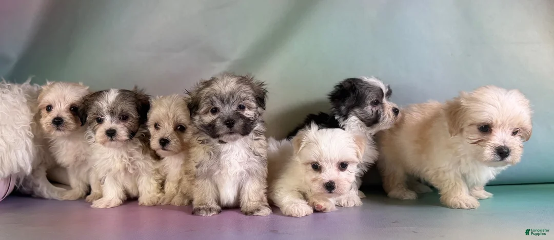 Morkie dogs for sale: Teddy - Ad 9