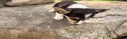Welsh Corgi Pembroke dogs for sale: Floyd - Ad 19