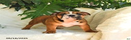 English Bulldog dogs for sale: Melody - Ad 10