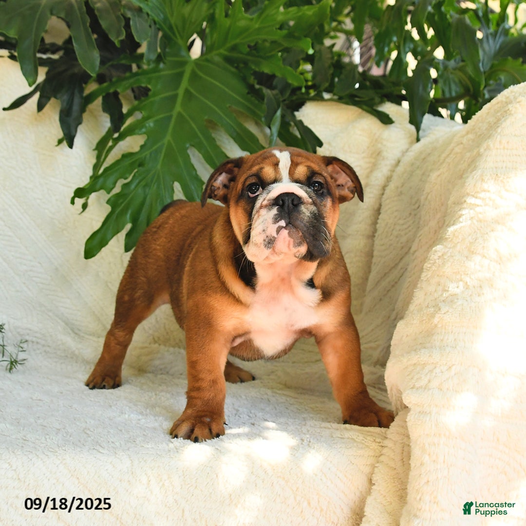 English Bulldog dogs for sale: Melody - Ad 10