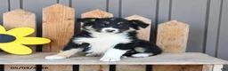 Border Collie dogs for sale: Eleanor - Ad 1