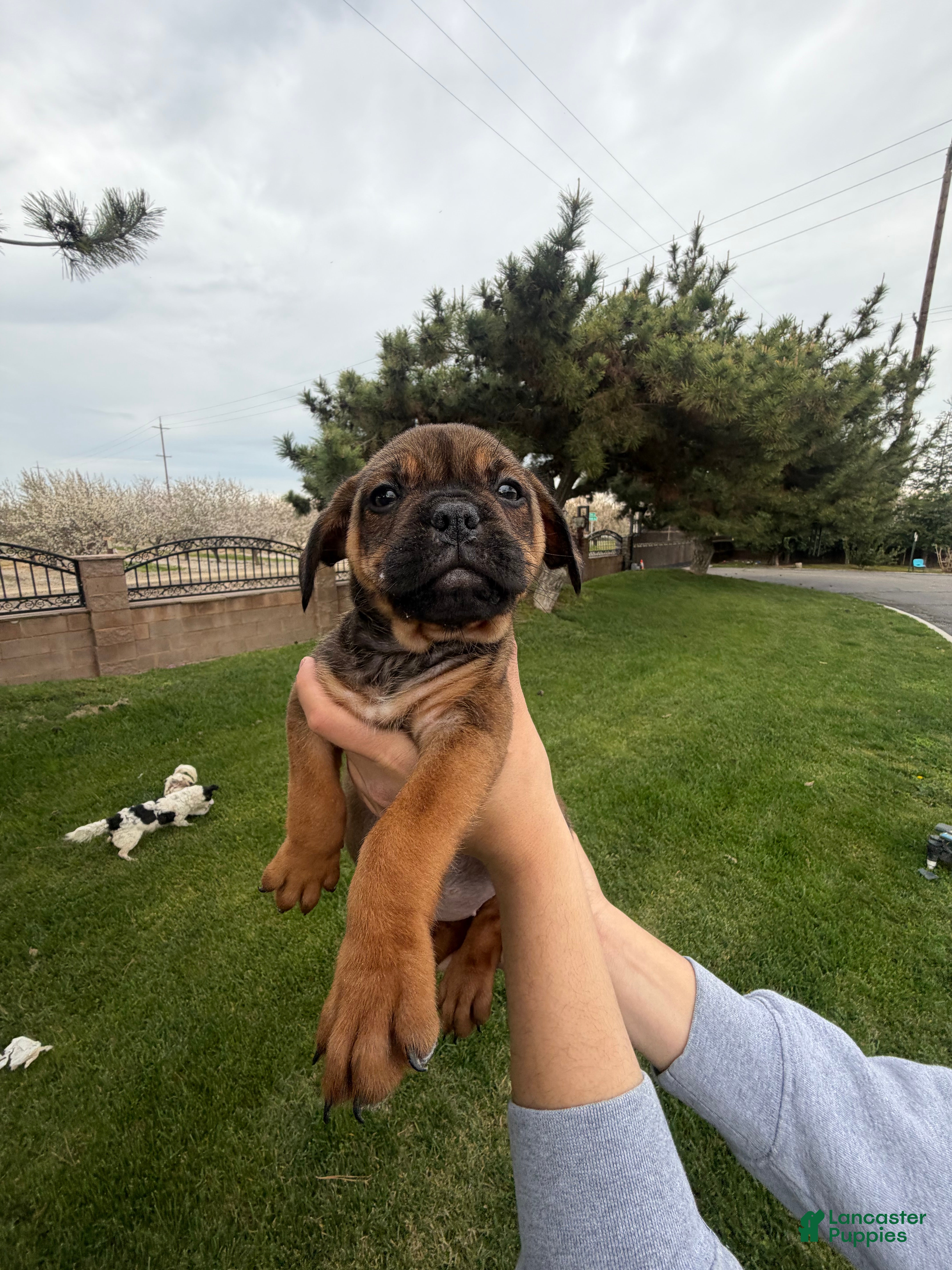 Mixed Breed dogs Mixed Breed Puppy 3 - Ad 29