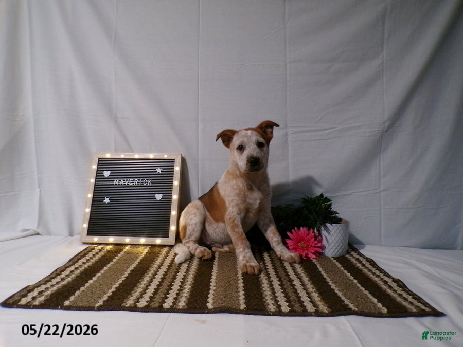 Australian Cattle Dog dogs for sale: Maverick - Ad 4