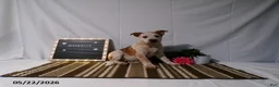 Australian Cattle Dog dogs for sale: Maverick - Ad 1