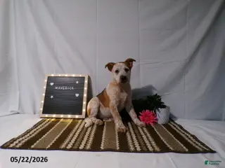 Australian Cattle Dog dogs for sale: Maverick - Ad 4