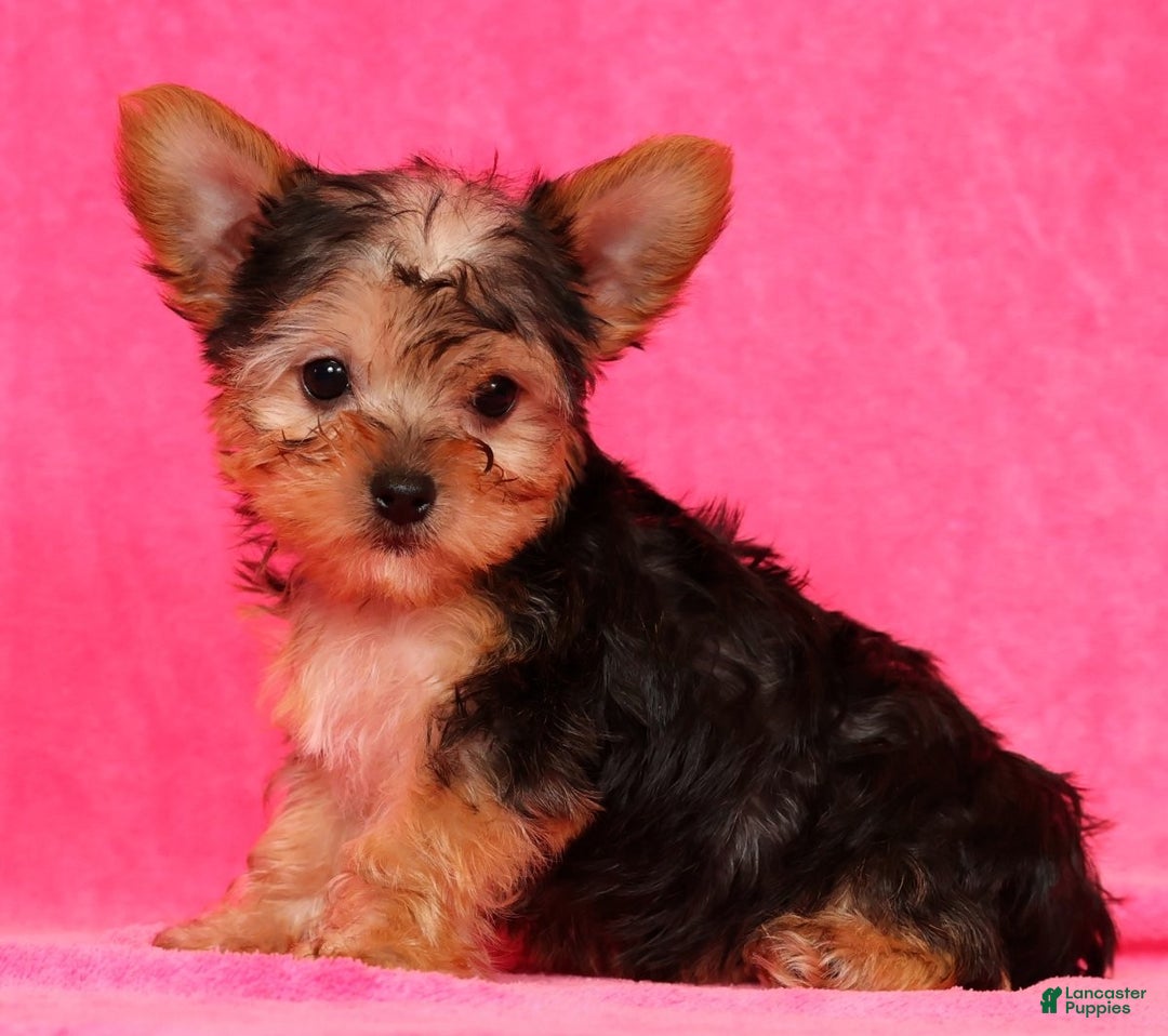 Yorkshire Terrier dogs for sale: Molly - Ad 7