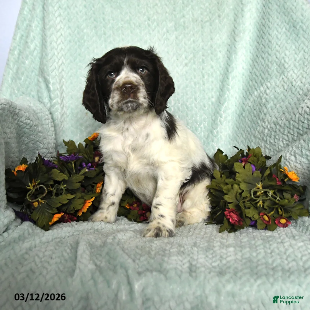 Cocker Spaniel dogs for sale: Sage - Ad 1