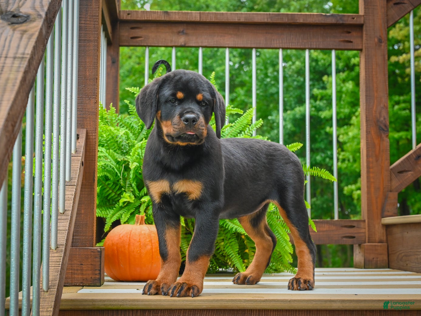 Rottweiler dogs River 🐾 - Ad 2