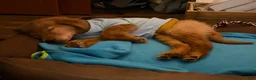 Golden Retriever dogs for sale: Prince - Ad 17
