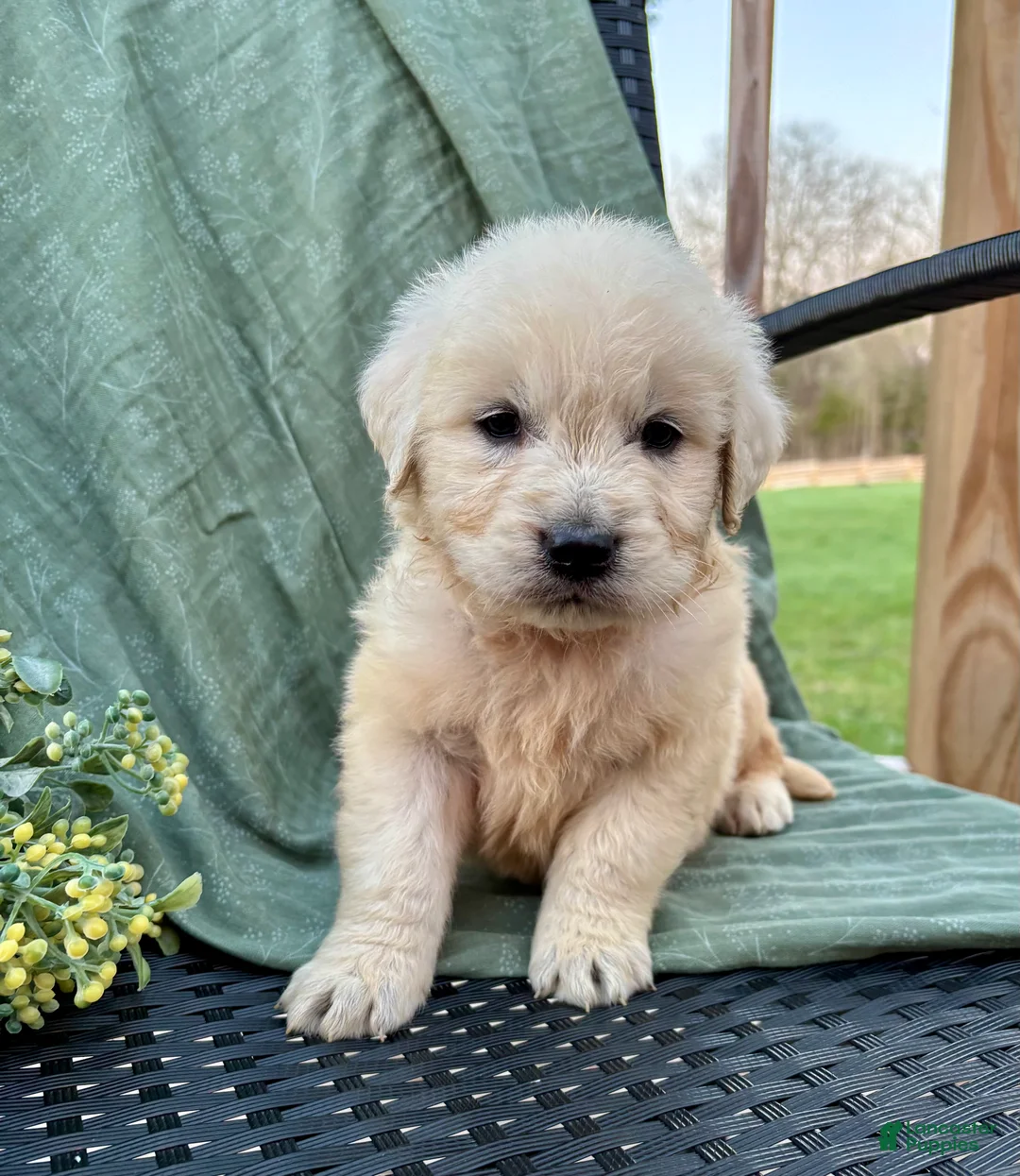 Golden Retriever dogs for sale: Ryder-English Creme - Ad 3