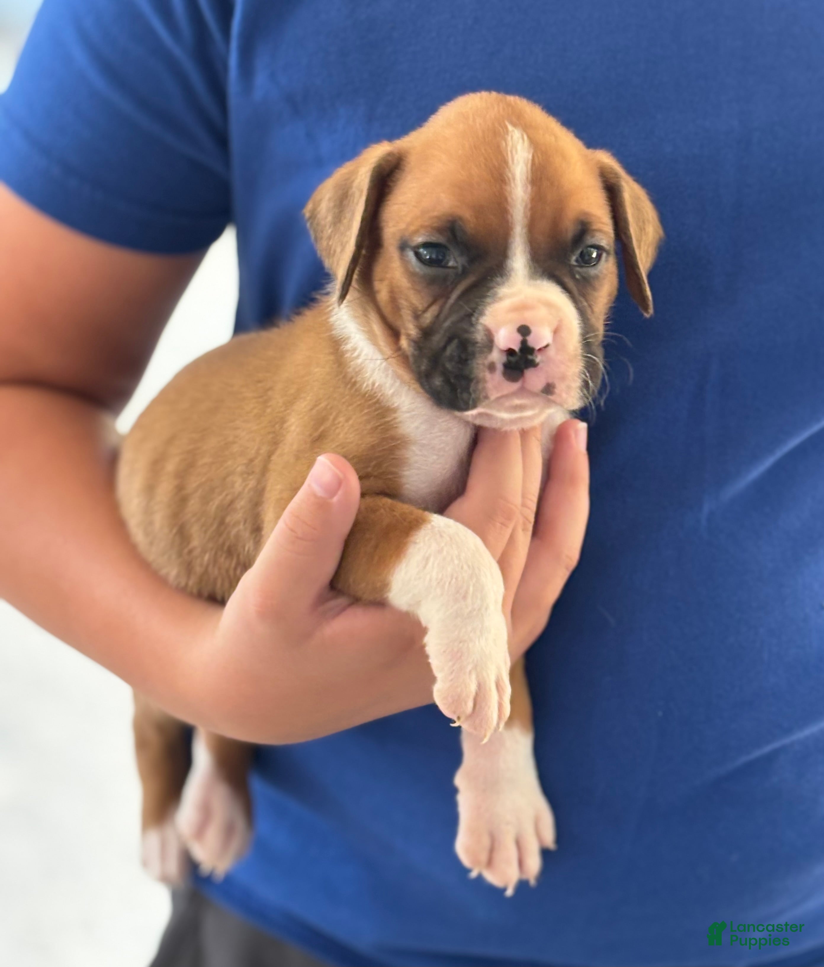 Dozer (Boxer, Male) in Sugarcreek, OH
