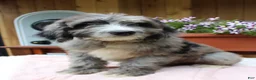 Bernedoodle dogs for sale: Grace - Ad 4