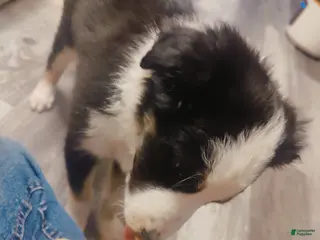 Border Collie dogs Border Collie Puppy 2 - Ad 17