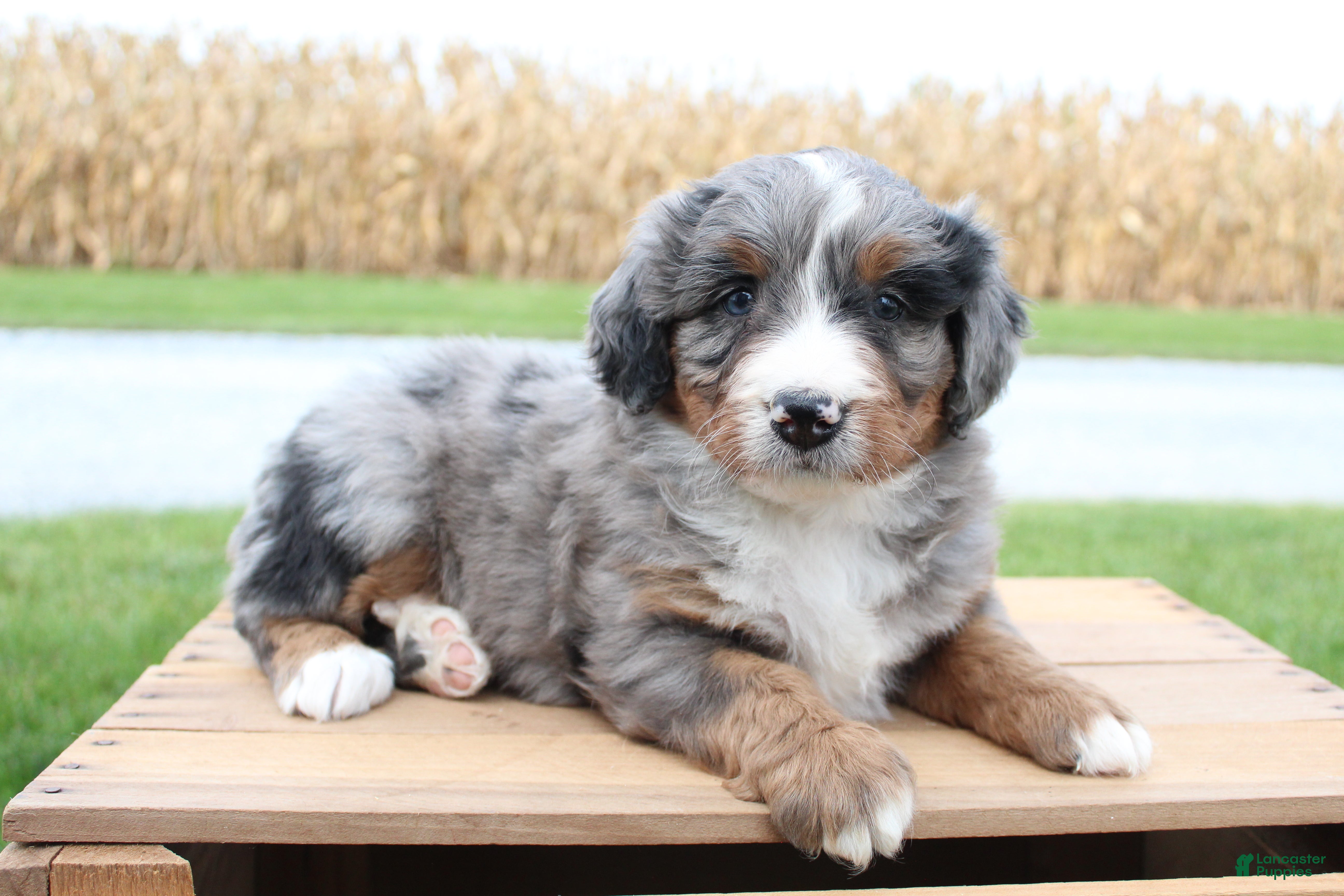 Molly (Doodle / designer cross, Female) in Myerstown, PA