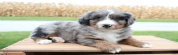 Bernedoodle dogs for sale: Molly - Ad 1