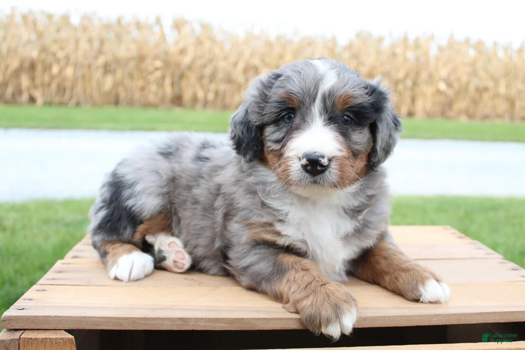 Bernedoodle dogs for sale: Molly - Ad 1