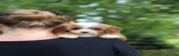 Cavapoo dogs for sale: Vivian - Ad 8