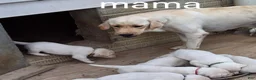 Labrador Retriever dogs for sale: Jed Retriever 3 - Ad 4