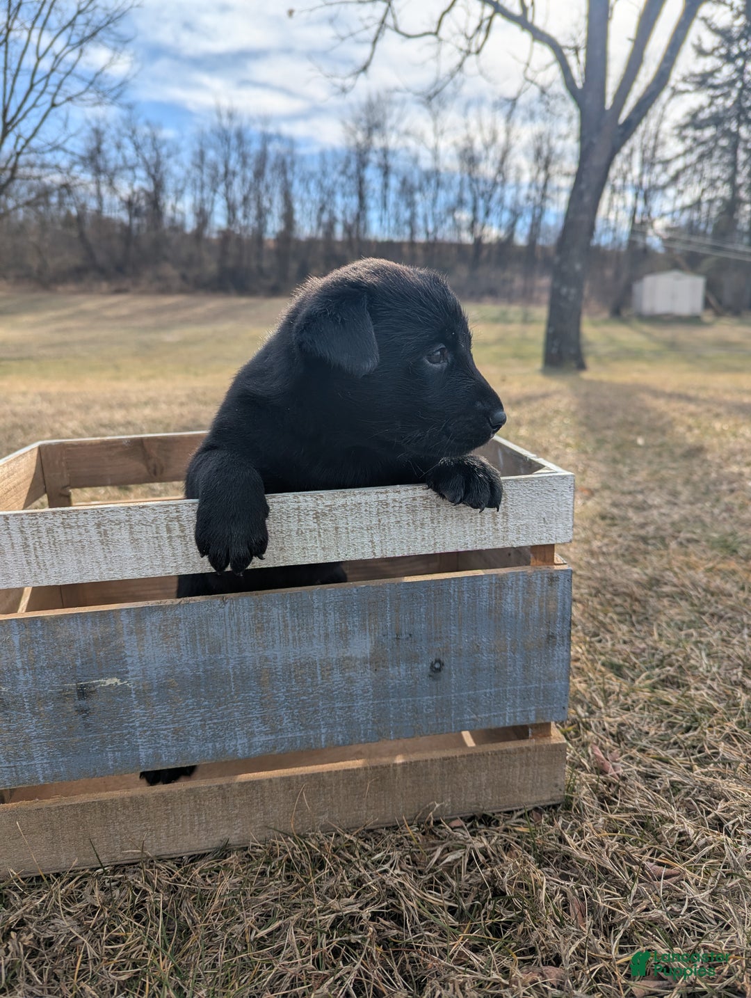 Labrador Retriever dogs for sale: Duke - Ad 2