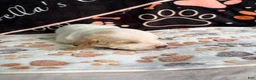 Basset Hound dogs for sale: Basset Hound 4 - Ad 4
