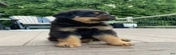 Rottweiler dogs for sale: Apollo - Ad 2