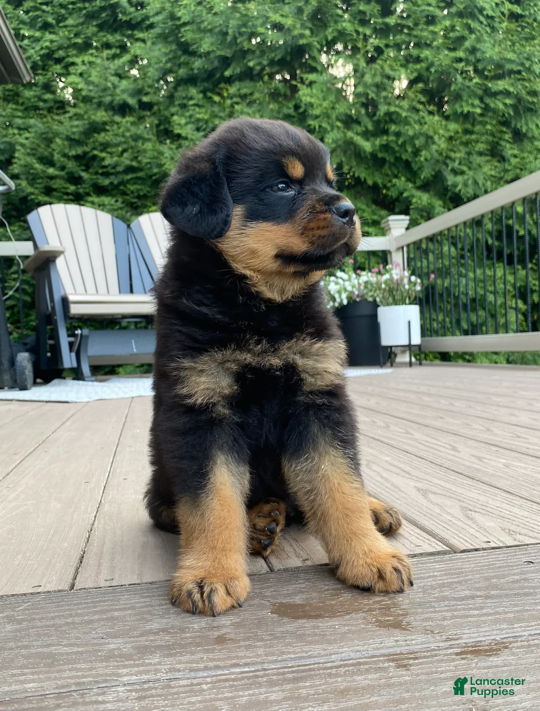 Rottweiler dogs for sale: Apollo - Ad 2
