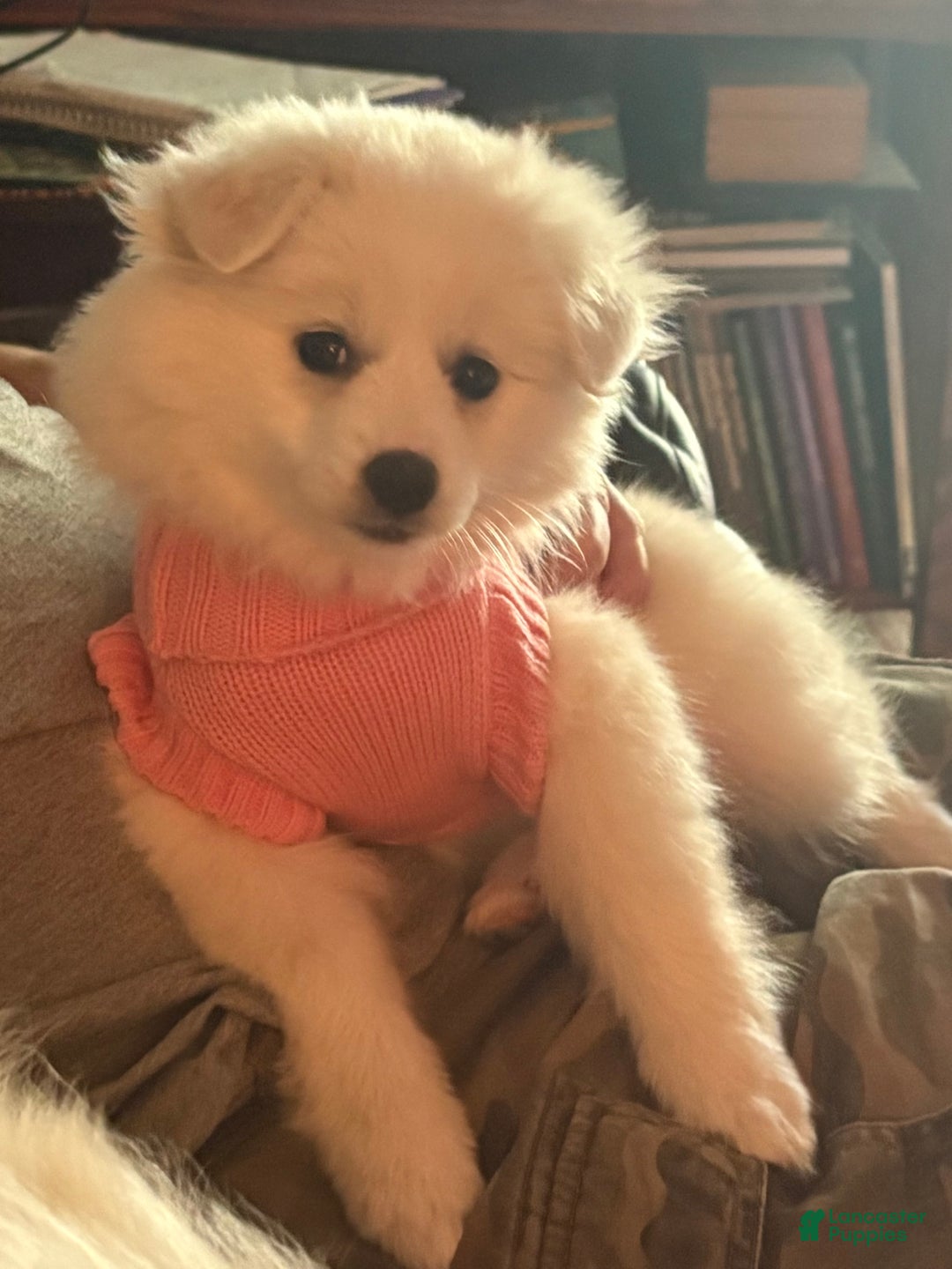 American Eskimo dogs for sale: Annie - Ad 10