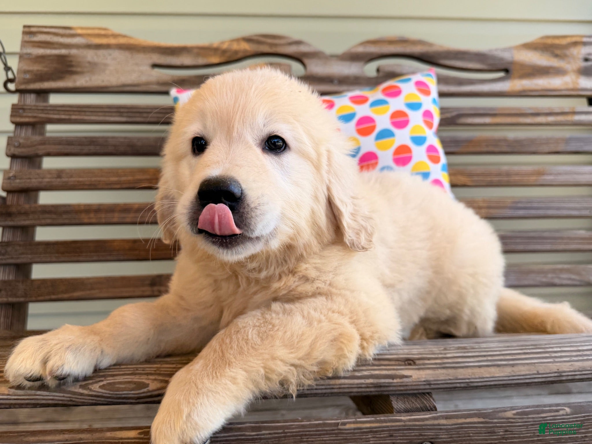 Golden Retriever dogs Sizzle  - Ad 2