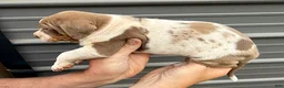Catahoula Leopard Dog dogs for sale: Benelli “Nelli” - Ad 6