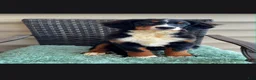 Bernese Mountain Dog dogs for sale: Kora - Ad 3