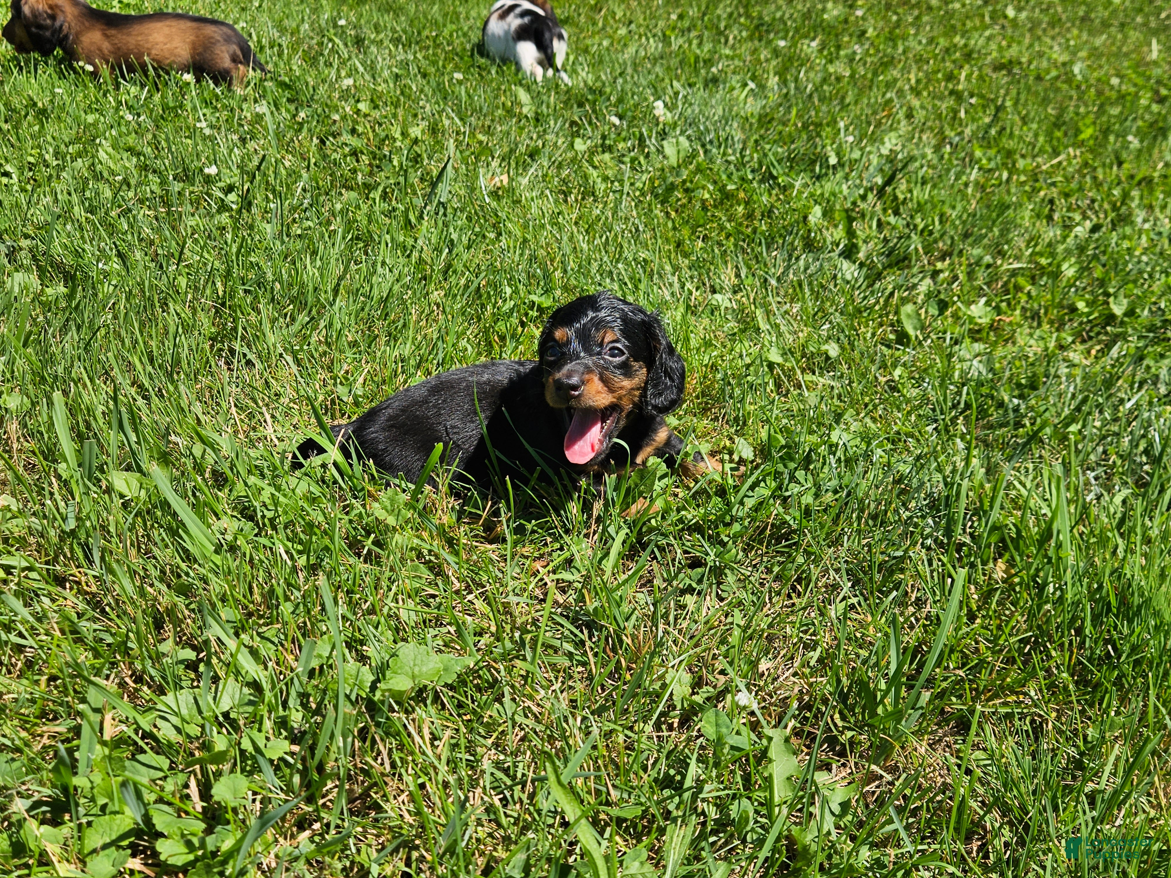 Miniature Dachshund dogs Barbie - Ad 1