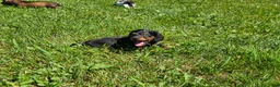 Miniature Dachshund dogs for sale: Barbie - Ad 1