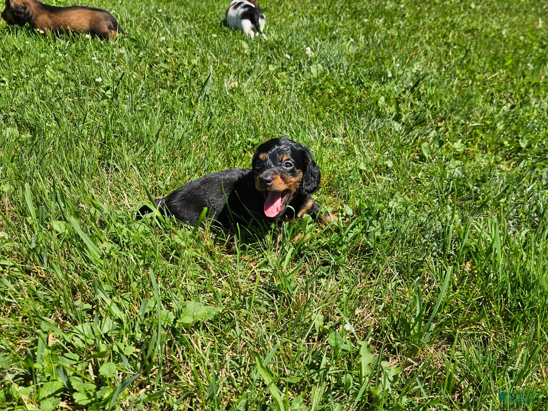 Miniature Dachshund dogs for sale: Barbie - Ad 1