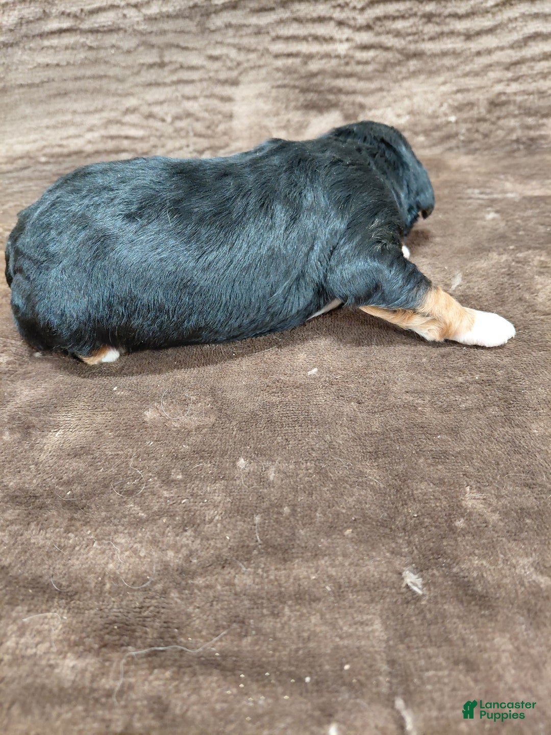 Bernedoodle dogs for sale: Bandit - Ad 6