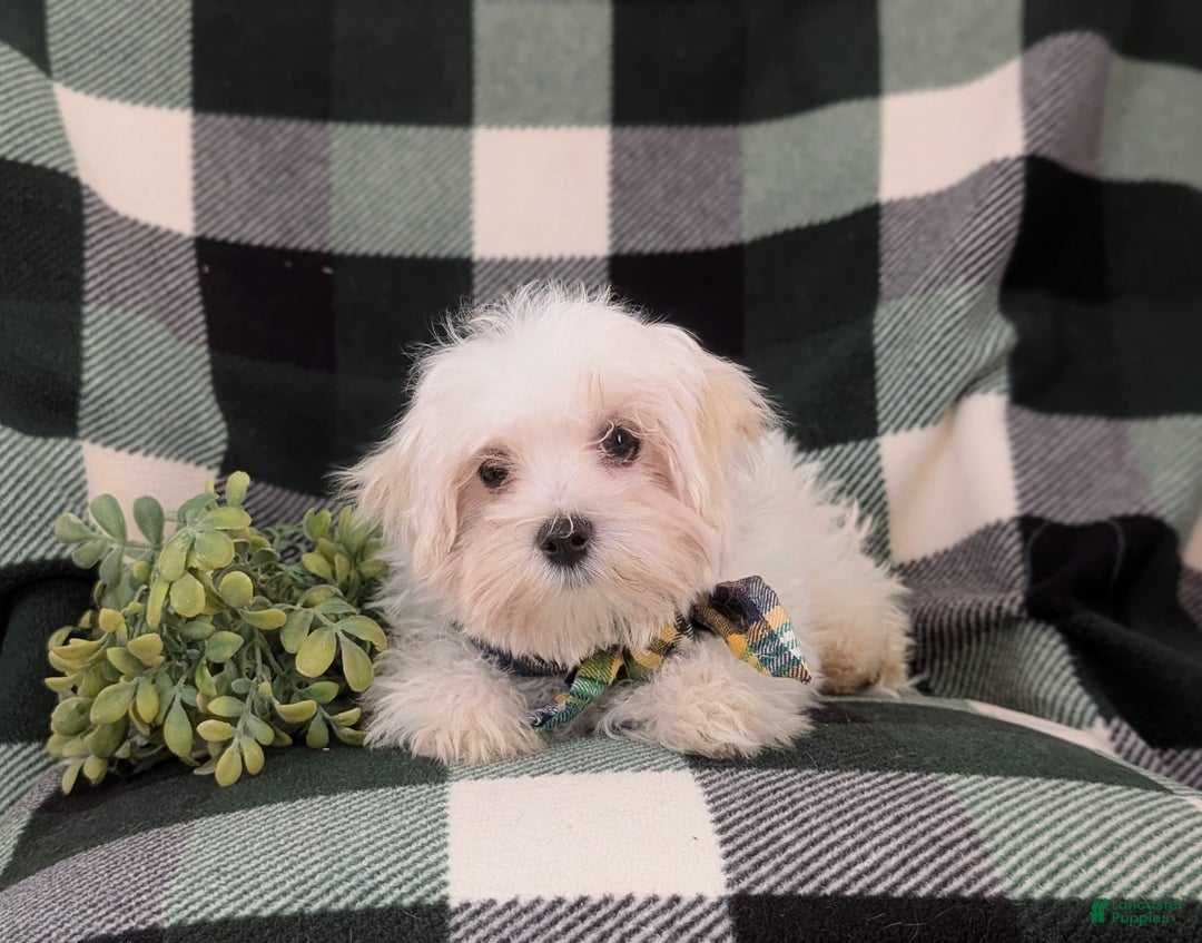 Maltese dogs for sale: Augustus 7 lbs Full Grown - Ad 7