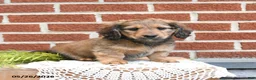 Miniature Dachshund dogs for sale: Jax - Ad 2