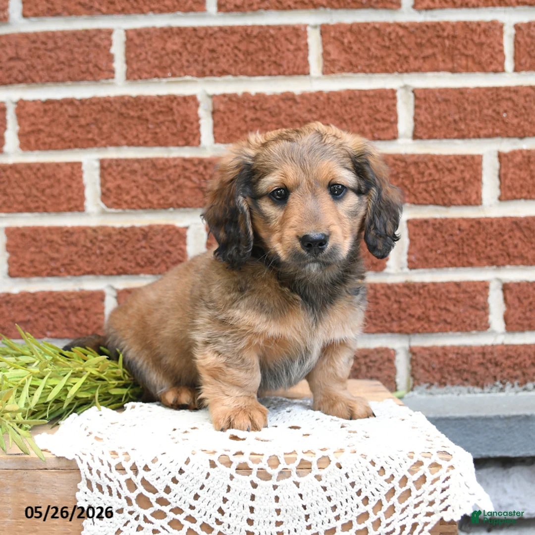 Miniature Dachshund dogs for sale: Jax - Ad 2