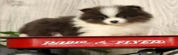 Pomeranian dogs for sale: Lucas Blue and White - Ad 8