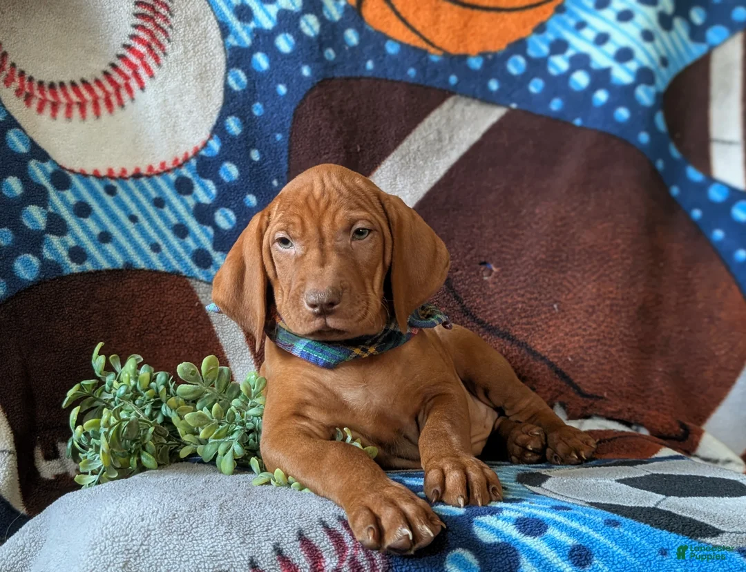 Vizsla dogs for sale: Harley - Ad 8