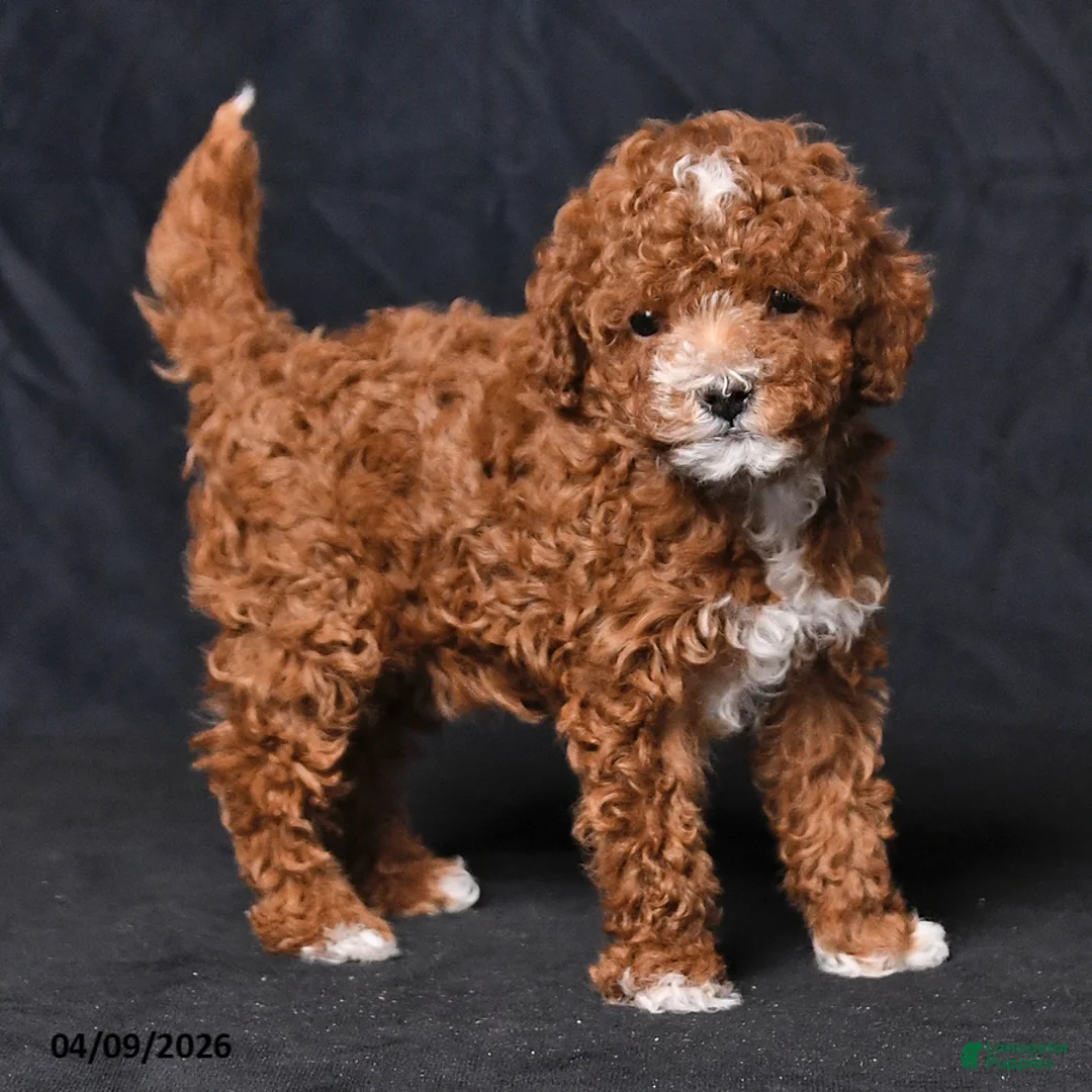 Toy Poodle dogs for sale: Violet - Ad 2
